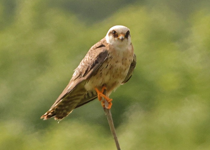 Red-footed Falcon