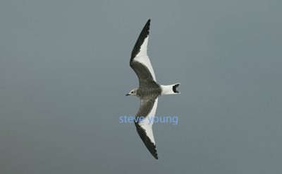 Sabine's Gull