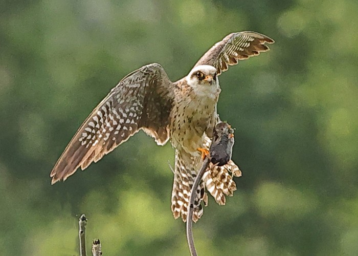 Red-footed Falcon