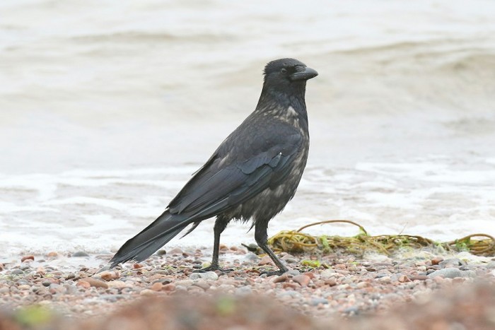 Carrion Crow