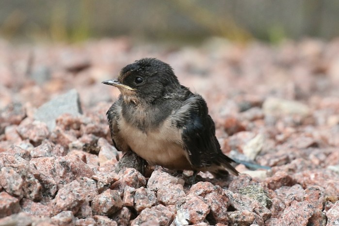 Swallow