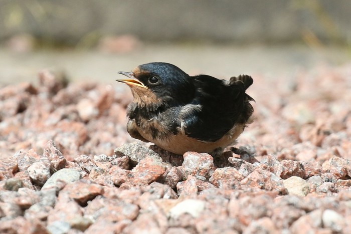 Swallow