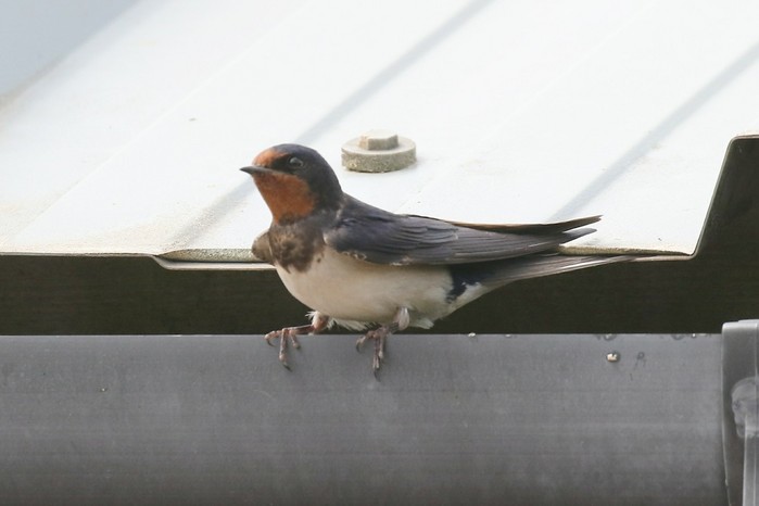 Swallow