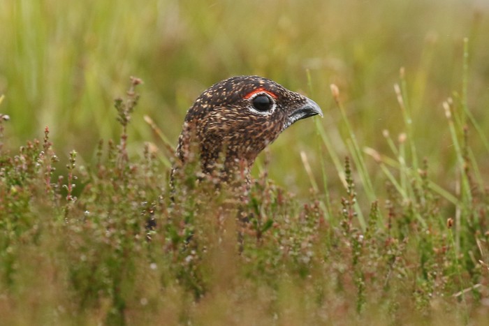 Red Grouse