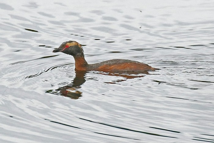 Slavonian Grebe