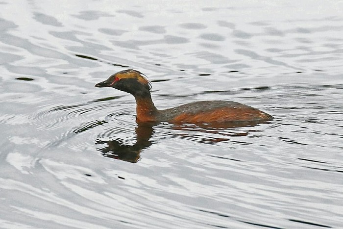 Slavonian Grebe