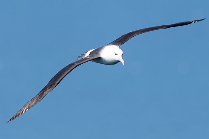 Black-browed Albatross