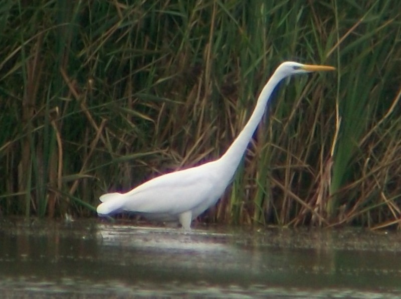 Great White Egret