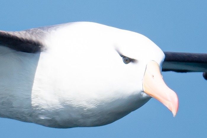Black-browed Albatross