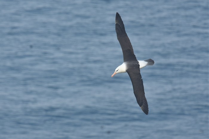 Black-browed Albatross