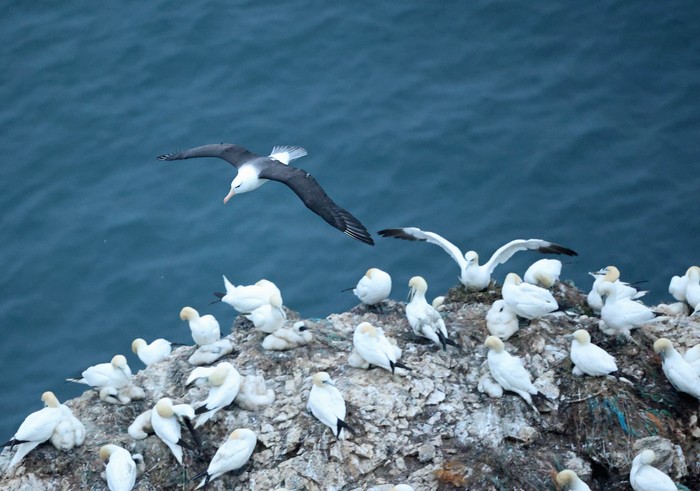 Black-browed Albatross