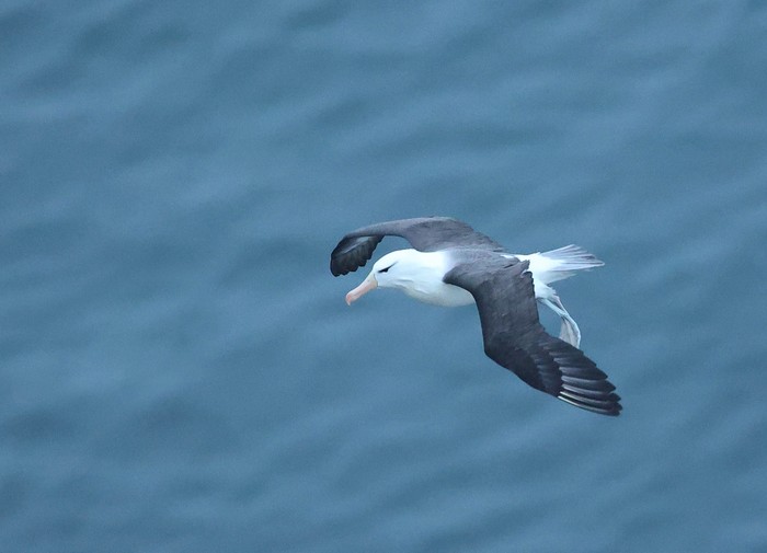 Black-browed Albatross