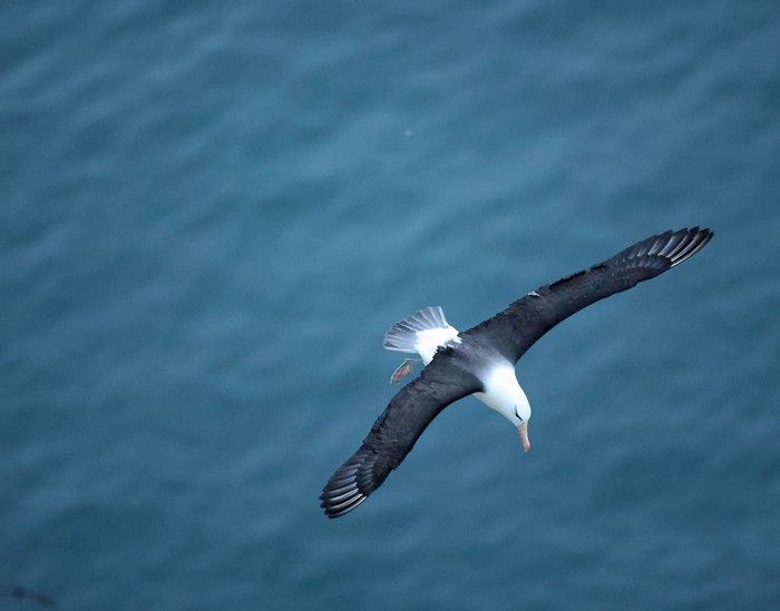 Black-browed Albatross