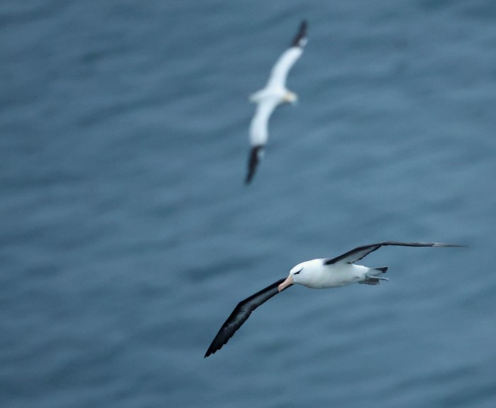 Black-browed Albatross