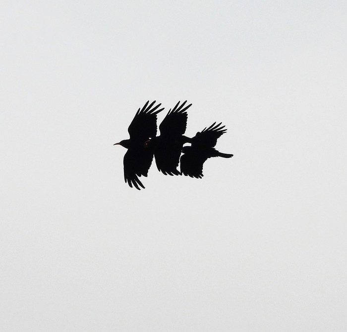 Chough