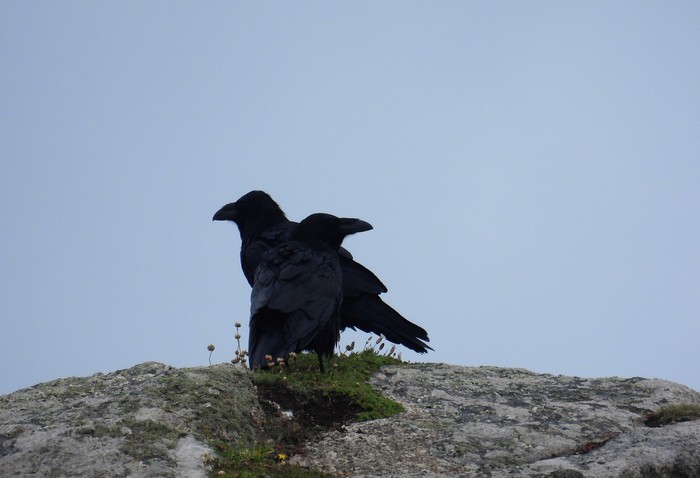 raven 
