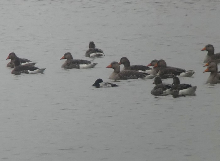 Scaup