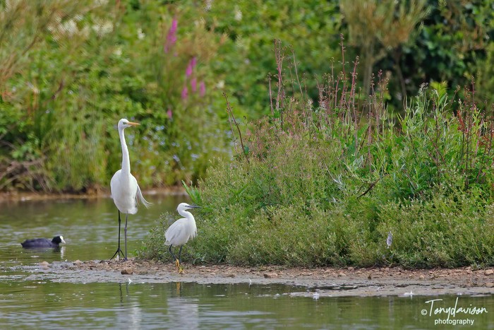 Great White Egret