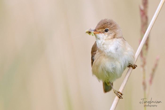 Reed Warbler