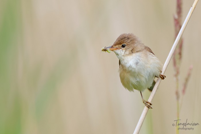 Reed Warbler