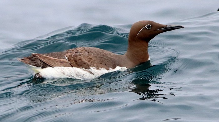Guillemot