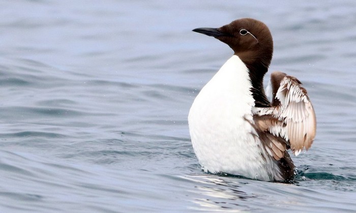 Guillemot