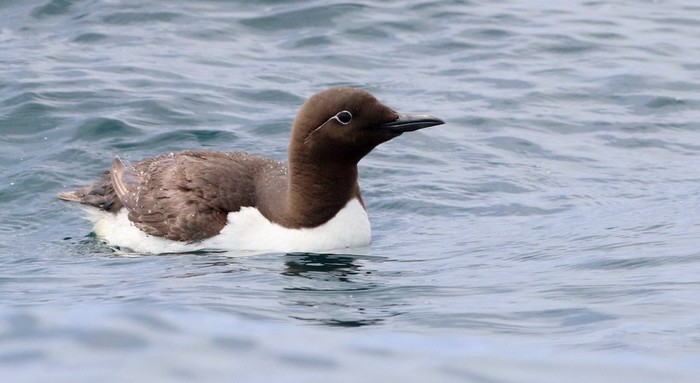 Guillemot
