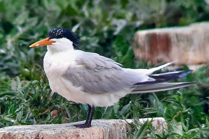 Elegant Tern