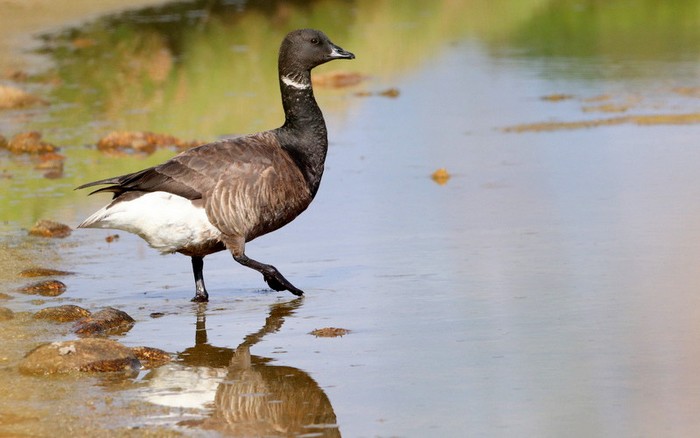 Dark-bellied Brent Goose