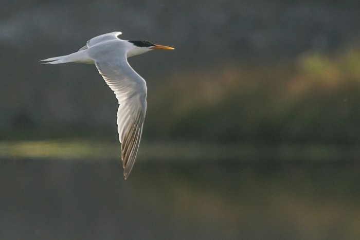 Elegant Tern