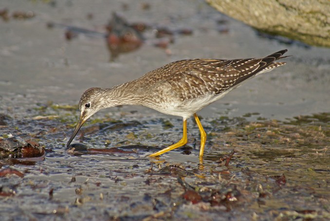 Lesser Yellowlegs