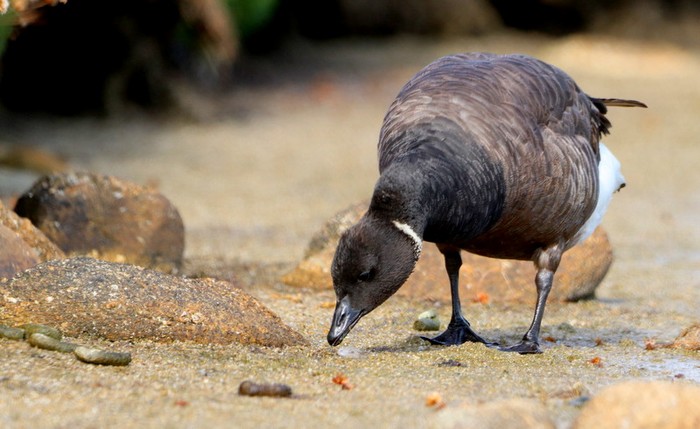 Dark-bellied Brent Goose