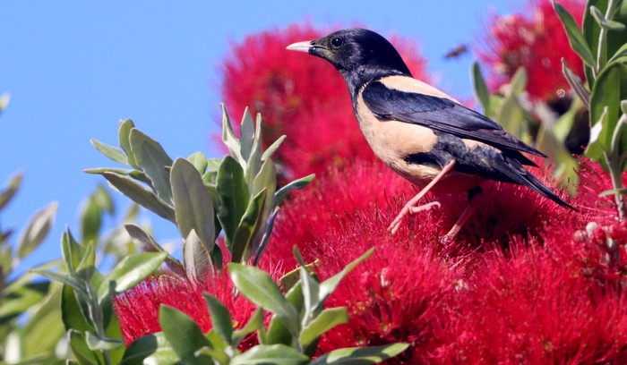 Rose-coloured Starling