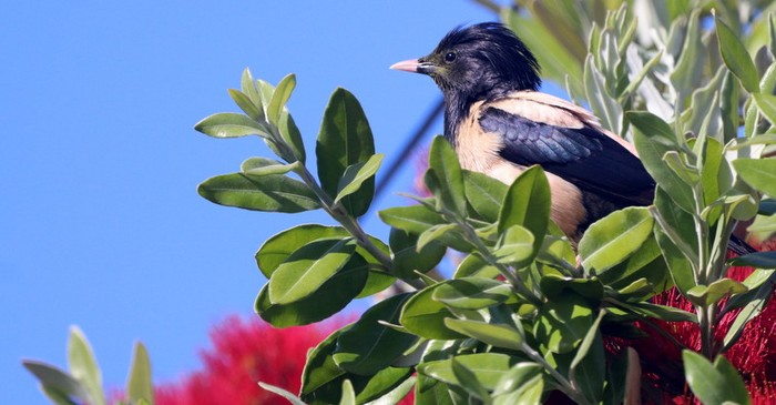 Rose-coloured Starling