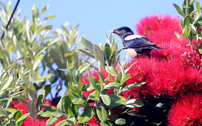 Rose-coloured Starling
