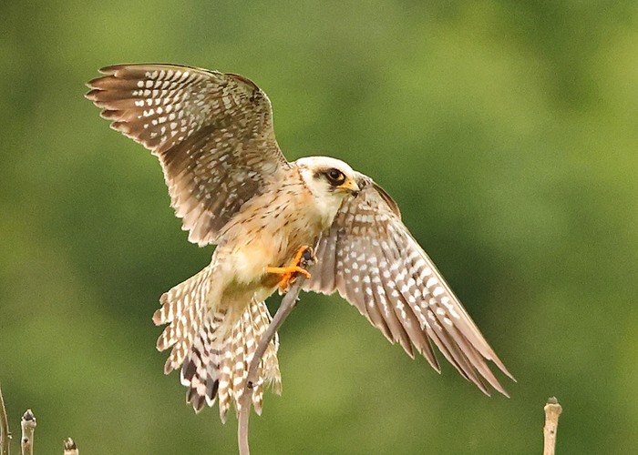 Red-footed Falcon