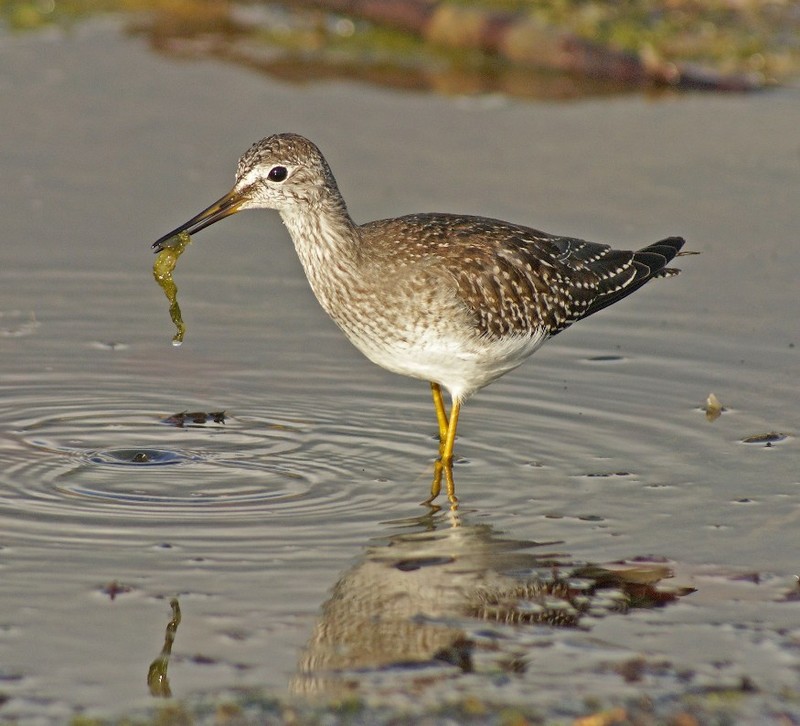 Lesser Yellowlegs