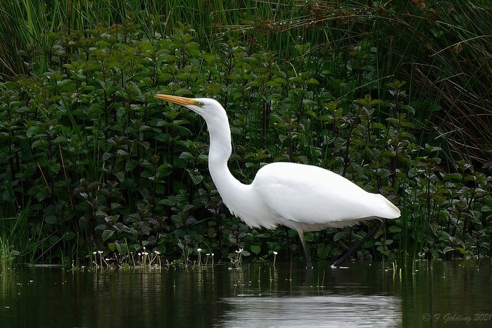 Great White Egret