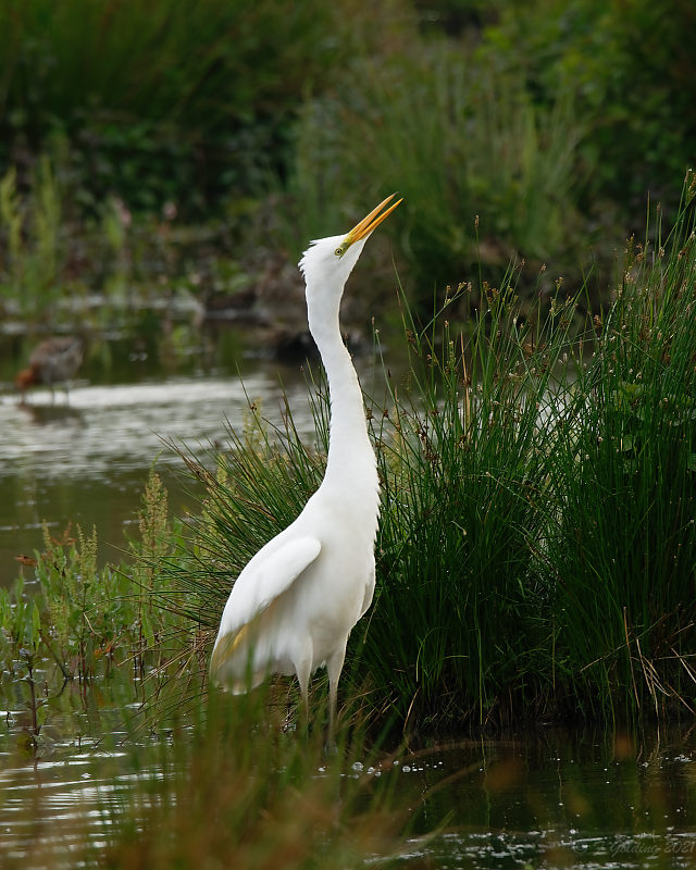 Great White Egret