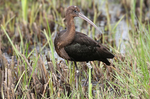 Glossy Ibis