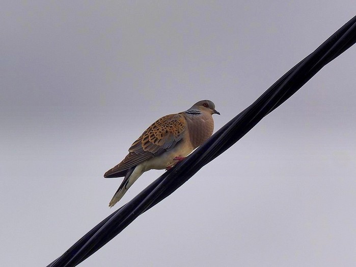 Turtle Dove