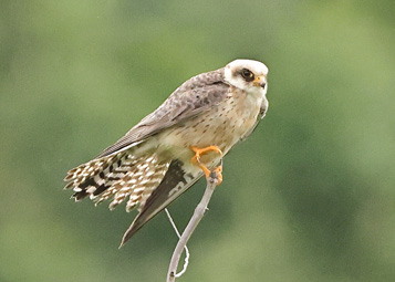 Red-footed Falcon
