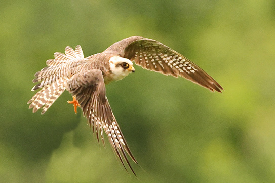 Red-footed Falcon