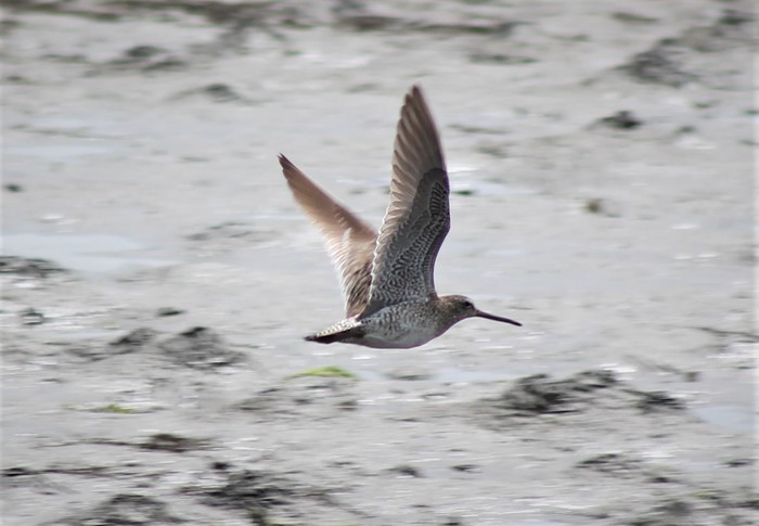 Short-billed Dowitcher