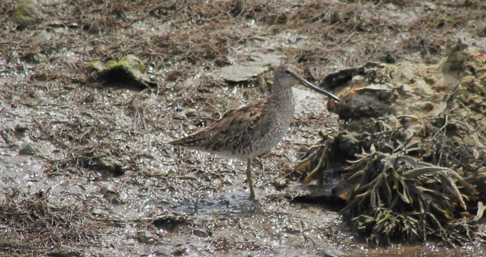 Short-billed Dowitcher