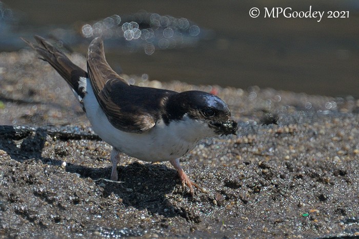 House Martin
