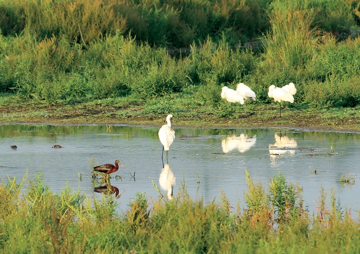 Glossy Ibis