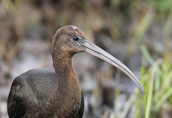 Glossy Ibis