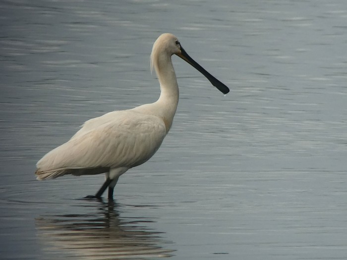 Spoonbill