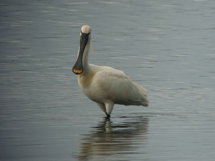 Spoonbill